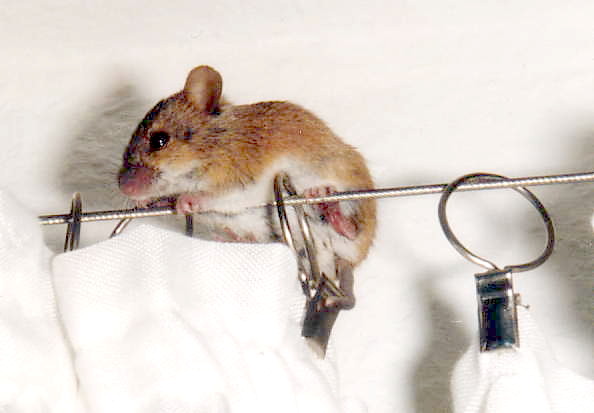 Klick zum vergrern